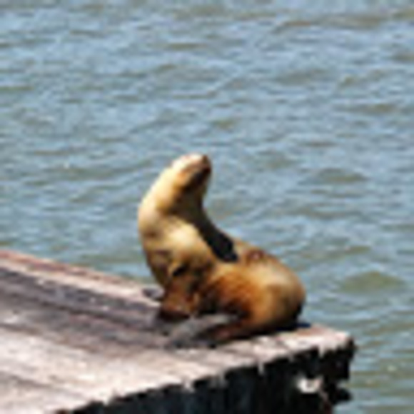 Meet your Posher, Linda - Picture 1 of 1